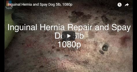Dog Belly Button Hernia Surgery Hernia Diaphragmatic In Dogs Vca