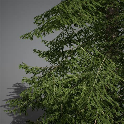 3d Model Ue4 Fir Trees Vr Ar Low Poly Cgtrader