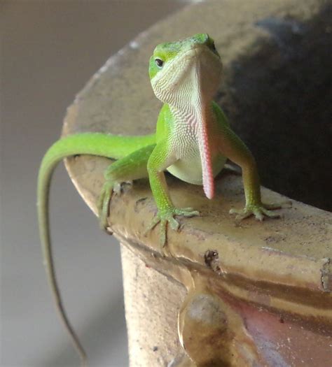 Green Anole Lizard Smithsonian Photo Contest Smithsonian Magazine