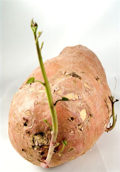Patate Douce Planter Et Cultiver Ooreka