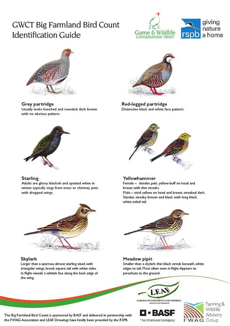 Gwct 2014 Big Farmland Bird Count Identification Guide By Werkgroep