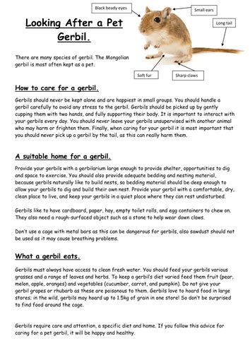 Using rich prompts to truly equip report to guide revisions to help or success creative cv profile examples cleaner success ks2 of a great. Non Chronological Report Lower KS2 (2 week plan) by charlicollins - Teaching Resources - Tes