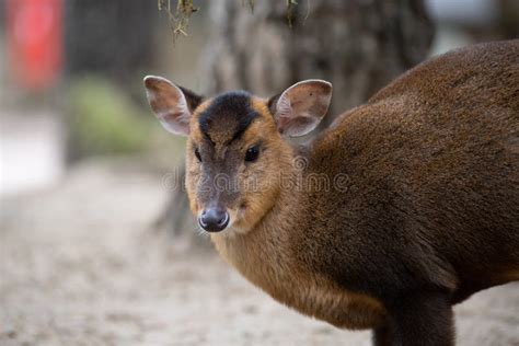 Face Portrait Of An Adult Female Of Muntjac Deer I Stock Image Image