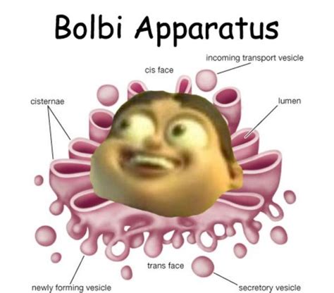 Bolbi Apparatus Bolbi Stroganovsky Know Your Meme