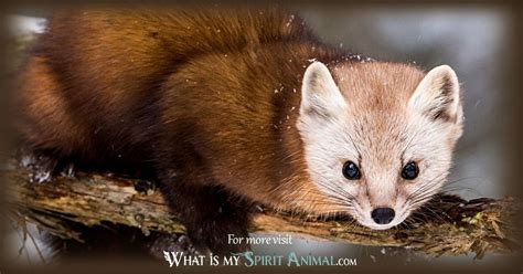 Weasel Symbolism And Meaning Spirit Totem And Power Animal