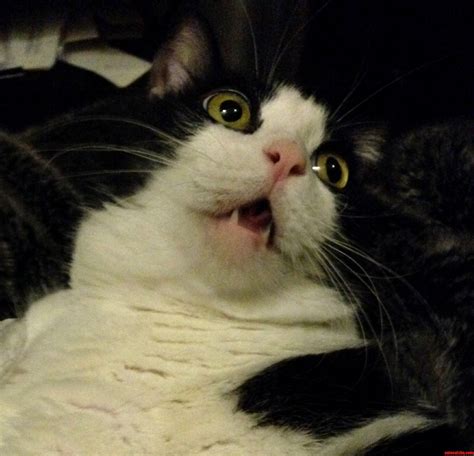 Mumbles Shocked Face Say Whaaaaat Cute Cats Hq Pictures Of Cute