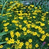 Coreopsis verticillata 'Moonbeam', Threadleaf Coreopsis 'Moonbeam' in ...