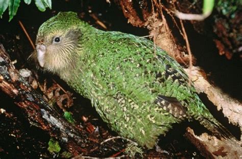 Kakapo Description Habitat And Fun Facts I Theanimalspedia