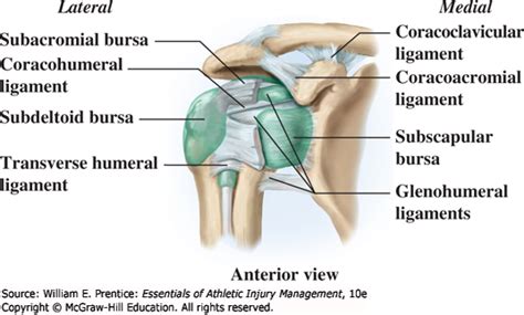 Shoulder Bursa Anatomy Anatomical Charts And Posters