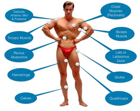 The muscles responsible for the body's posture have the greatest endurance of all muscles in the body—they hold up the body throughout the day without becoming tired. Muscle Building Anatomy 101 for Skinny Guys to Gain Mass