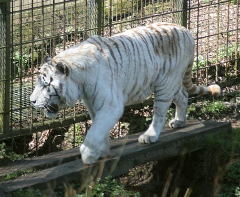White Tiger White Tigers Like Sasha Are Not An Endangered Flickr