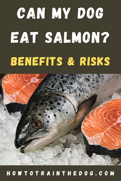 Salmon has been touted as a healthy food. Pin on Dog Lovers Community!