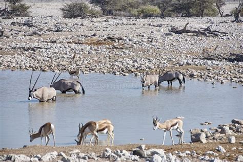 African Animals At Okaukuejo Water Hole In Etosha Namibia Stock Image