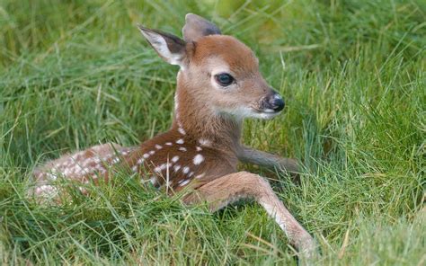 Little Fawn In The Grass
