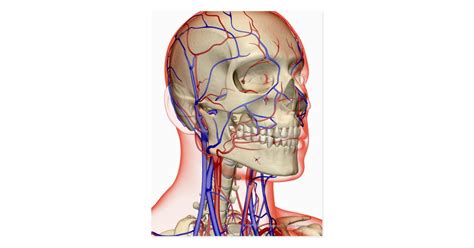 The carotid arteries can be felt on each side of the lower neck, immediately below the angle of the jaw. Arteries and veins in the head and neck postcard | Zazzle.com
