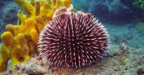 Sea Urchin Facts And Their Hidden Mouths Odd Facts