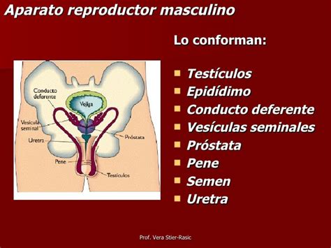 2 Aparato Reproductor Femenino Y Masculino 258