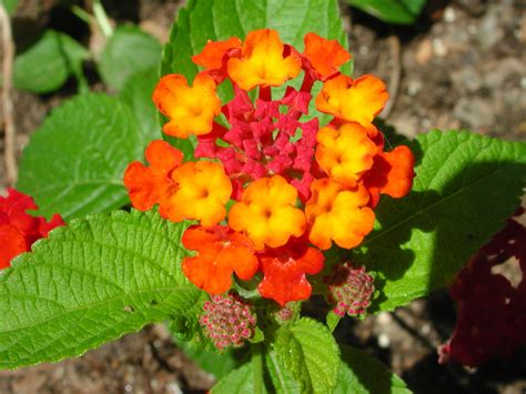 Flower Of Lantana Camara Nature Photo Gallery