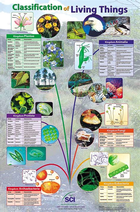 Classification Of Living Things Poster For Biology And Life Science