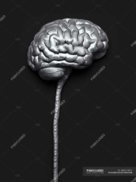 Human Brain And Spinal Cord Computer Illustration — Biology