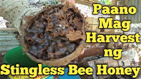Stingless Bee Paano Ba Mag Harvest Ng Stingless Bee Honey Stingless