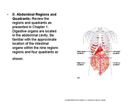 Toward or at the back of the body. Anatomy Quadrants - Figure 1 Prevalence And Distribution ...