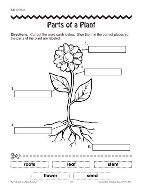 Plants Parts Of A Plant Diagram Quizlet