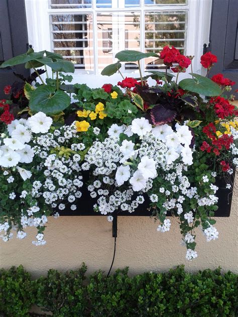 Best flower subscription box service. Charleston, SC window box | Window box flowers, Flower ...