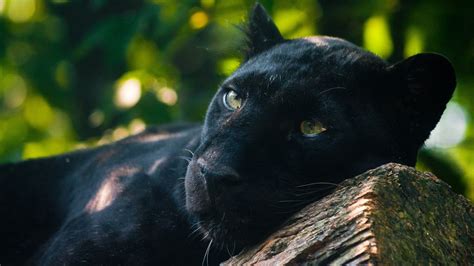 Adult Black Panther Panthers Animals Photography Jaguar Hd