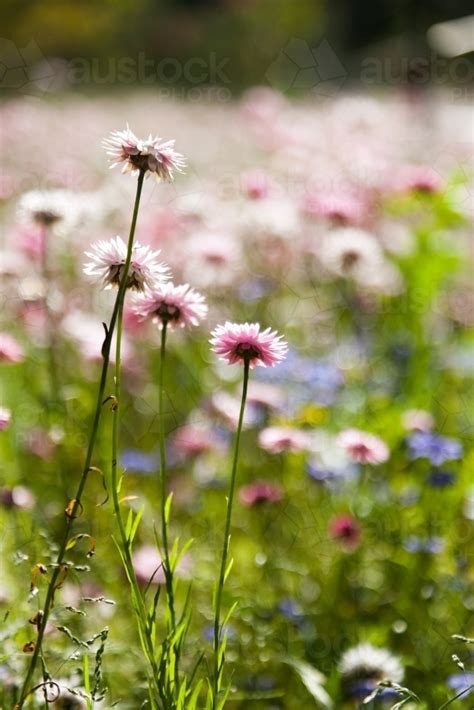 Image Of Pink And White Everlasting Daisies In Perth Western Australia