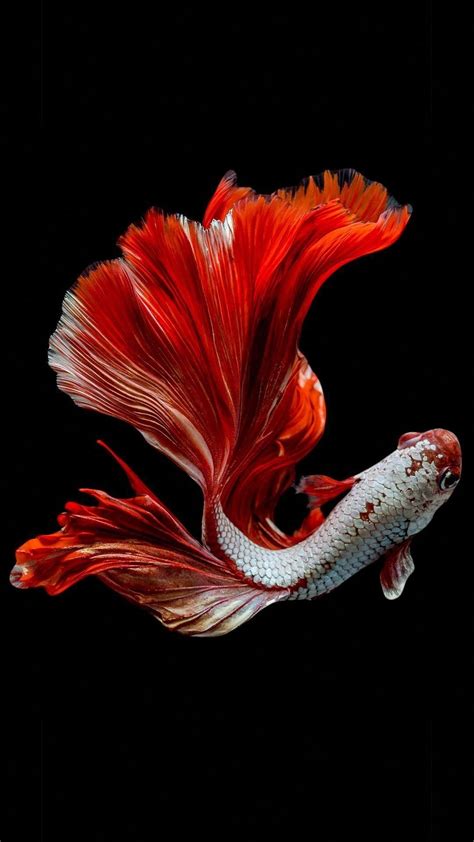 17 Koi Fish Iphone Wallpapers Wallpaperboat