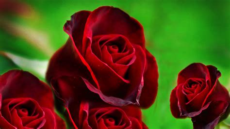 Beautiful roses wallpapers free download group 38 download for free. wallpaper-of-red-roses-hd-free-wallpaper - HD Wallpaper