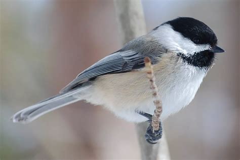 Top 15 Most Popular Bird Species In North America Bird Species North