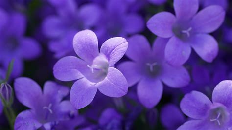 3840x2160 Bokeh Violet Flowers 5k 4k Hd 4k Wallpapersimages