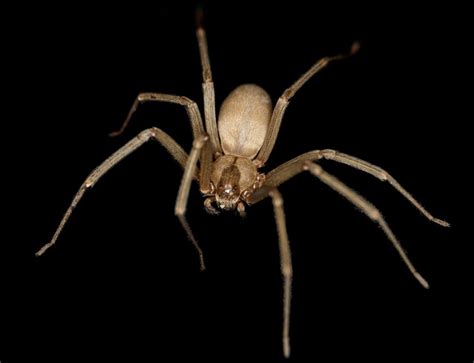 Spotting And Dealing With Brown Spiders In Texas Texas Bug Control