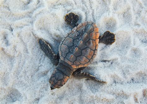 Loggerhead Sea Turtle Hatchling On The Emerald Coast Of Florida Fine