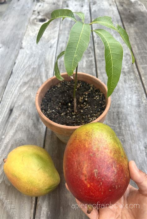 Grow Mango Tree From Seed Free Garden And Indoor Plants A Piece Of Rainbow