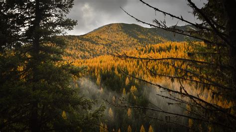 Larch Season In Glacier National Park Montana Is Stunning Oc 4763 ×