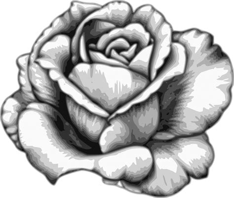 Download Drawing Flower Watercolor Black White Rose Fleur Dessin Realiste PNG Image With No