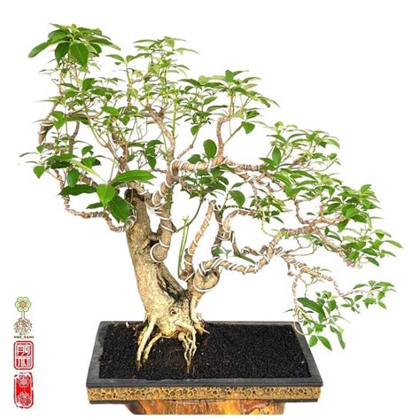 Jual Bonsai Pule Pulai Putih Bonsai Jadi Bonsai Pohon Pule 2022