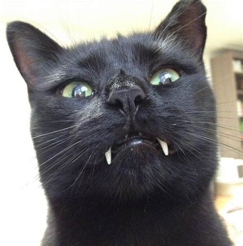 The foundation for homeless cats. Monkey, A Black Cat With Gigantic Vampire Fangs - Geekologie