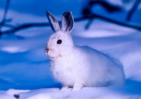 What To Feed Your Rabbit In Winter The Best Winter Foods For Rabbits