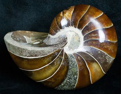 Gorgeous 3 Nautilus Fossil Madagascar 6425 For Sale
