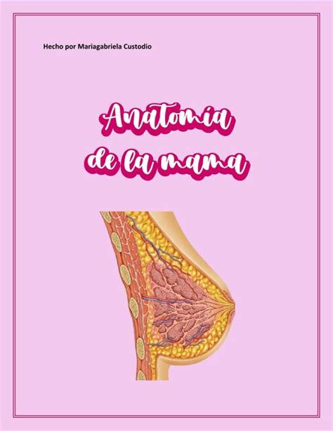 Resumen Anatom A De La Mama Mariagabriela Custodio Udocz