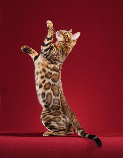 Bengal cats don't just have hair, they have pelts. Bengal cat - Wikipedia