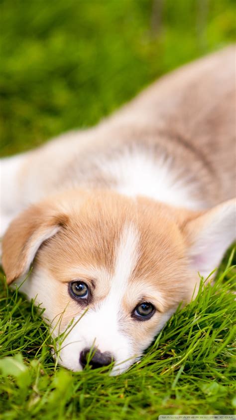 All our puppies are vet check comes with shots up to date. Corgi Puppies Wallpaper (54+ images)