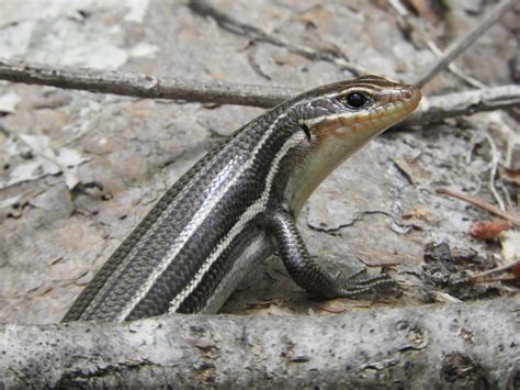Maryland Biodiversity Project Broad Headed Skink Plestiodon Laticeps