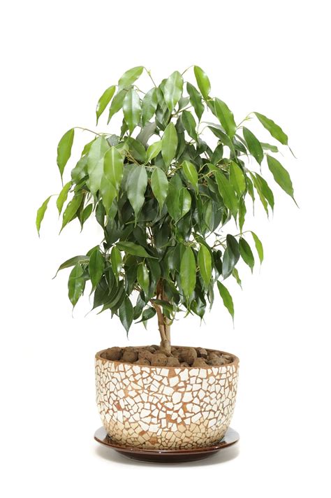 Weeping figs (ficus benjamina) are elegant trees with slender gray trunks and a profusion of green leaves. Ficus Houseplants - How To Care For A Ficus Tree | Ficus ...