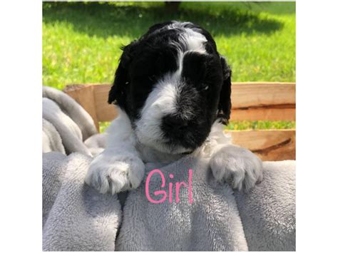 6 Beautiful F1b Giant Schnoodle Puppies Birmingham Puppies For Sale