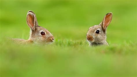 Two Cute Rabbits In Grass 1920 X 1080 Hdtv 1080p Wallpaper